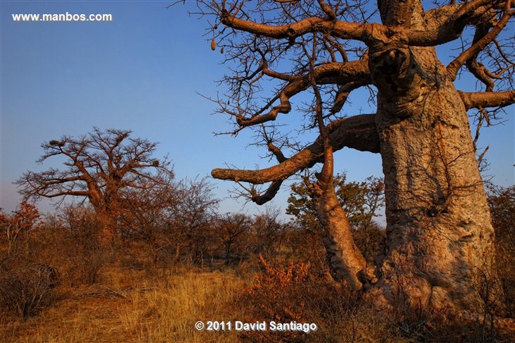 Botswana
Botswana Baoba 
Botswana