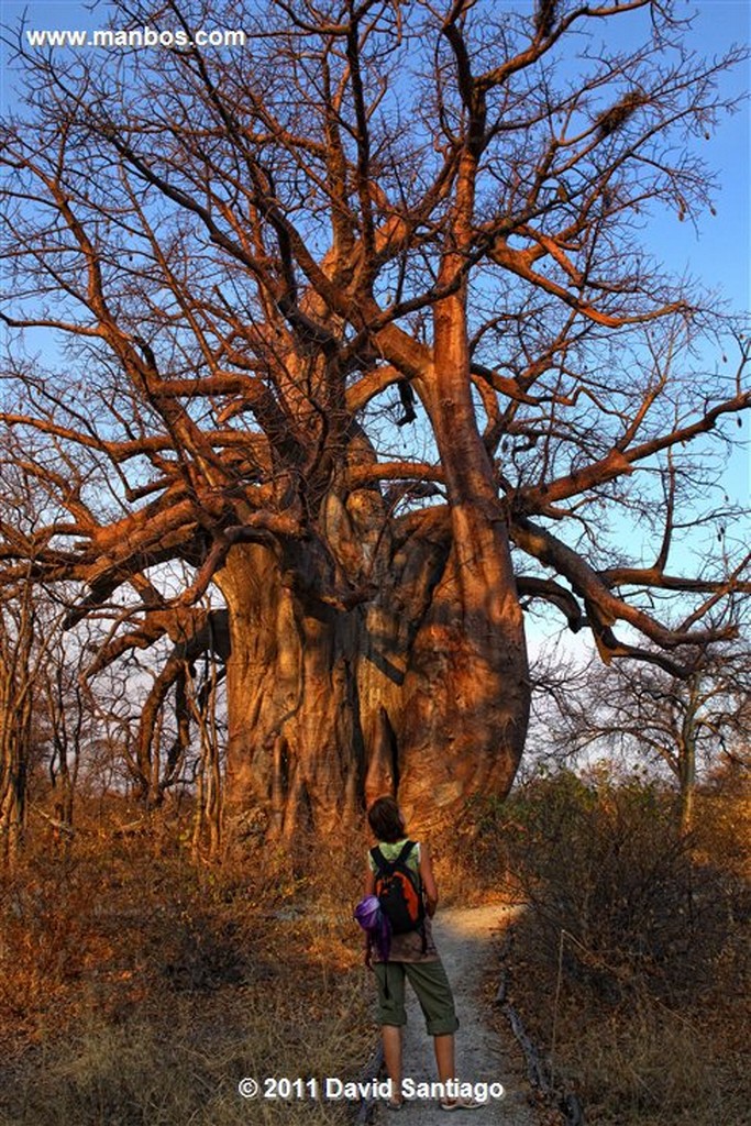 Botswana
Botswana Baoba 
Botswana