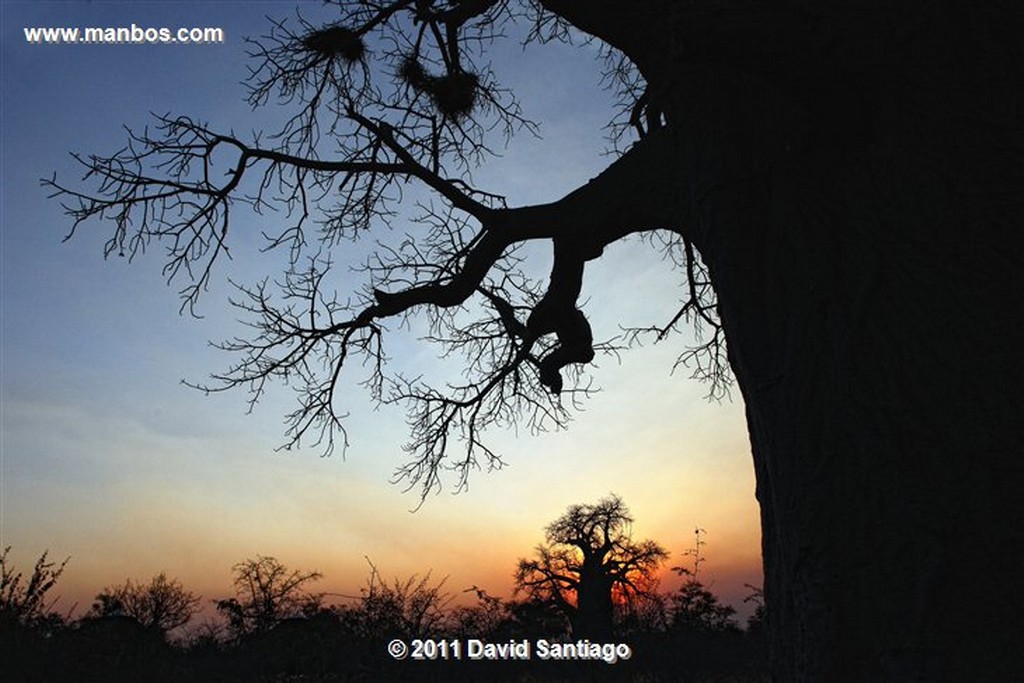 Botswana
Botswana Baoba 
Botswana