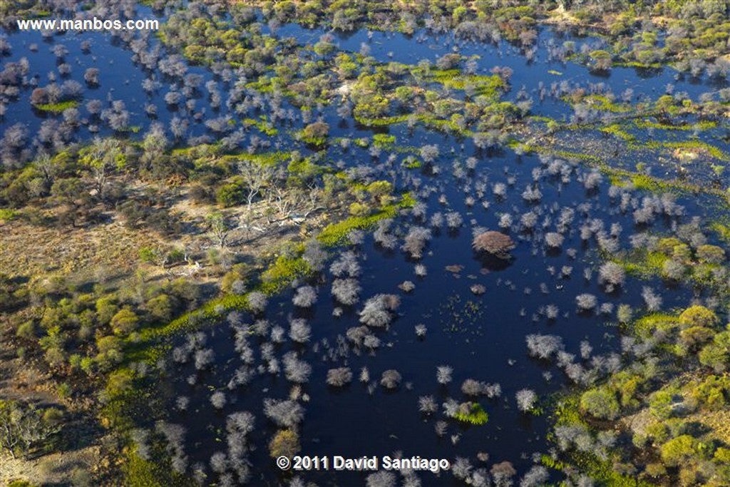 Botswana
Botswana Parque Nacional Delta del Okavango 
Botswana