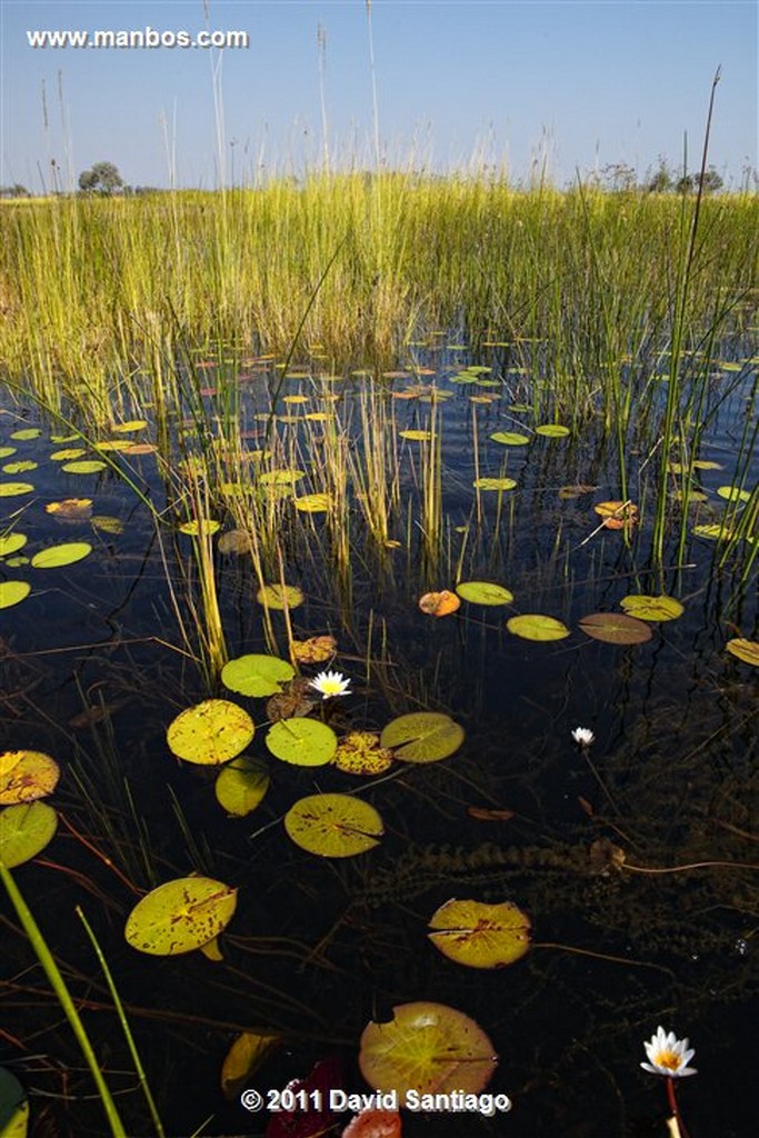 Botswana
Botswana Parque Nacional Delta del Okavango 
Botswana