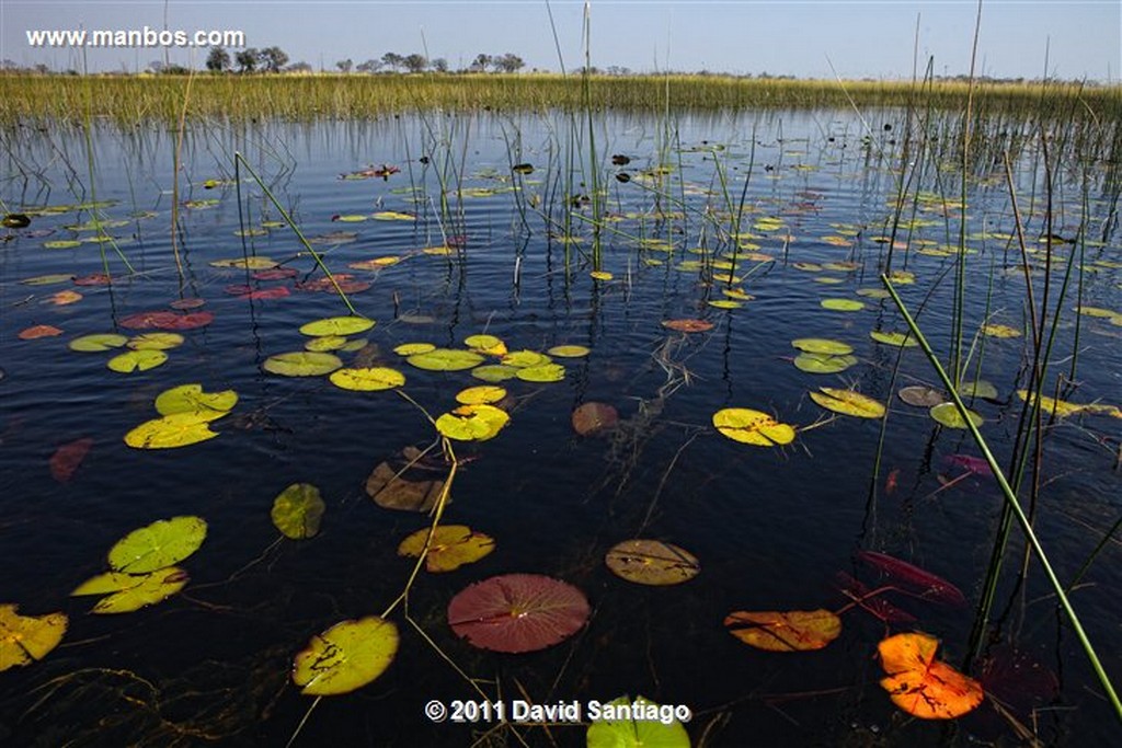 Botswana
Botswana Parque Nacional Delta del Okavango 
Botswana