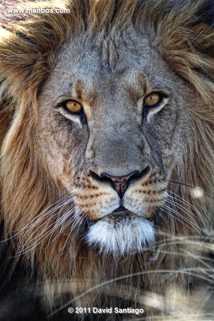 Namibia
Namibia Leon  lion  panthera Leo 
Namibia