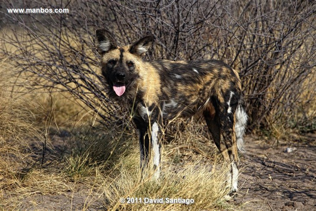 Botswana
Botswana Perro Salvaje Africano Lycaon Pictus 
Botswana