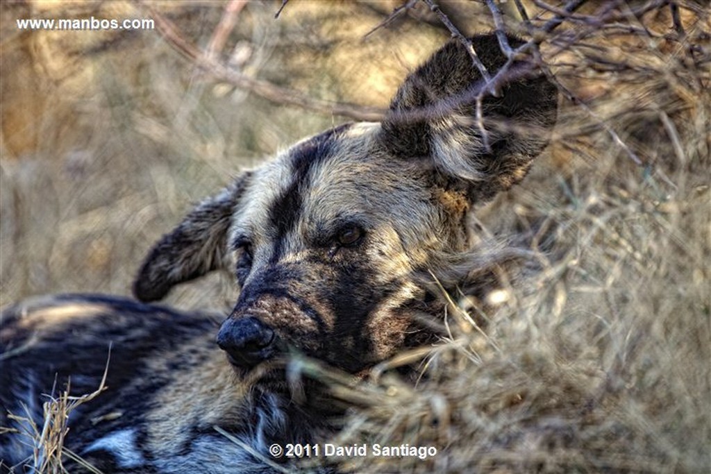 Botswana
Botswana Perro Salvaje Africano Lycaon Pictus 
Botswana