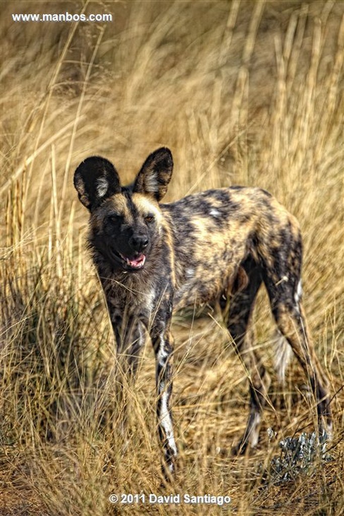 Botswana
Botswana Perro Salvaje Africano Lycaon Pictus 
Botswana