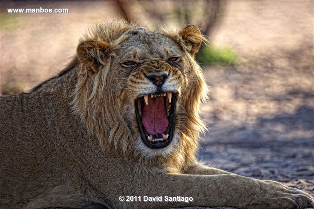 Botswana
Botswana Leon  lion  panthera Leo 
Botswana