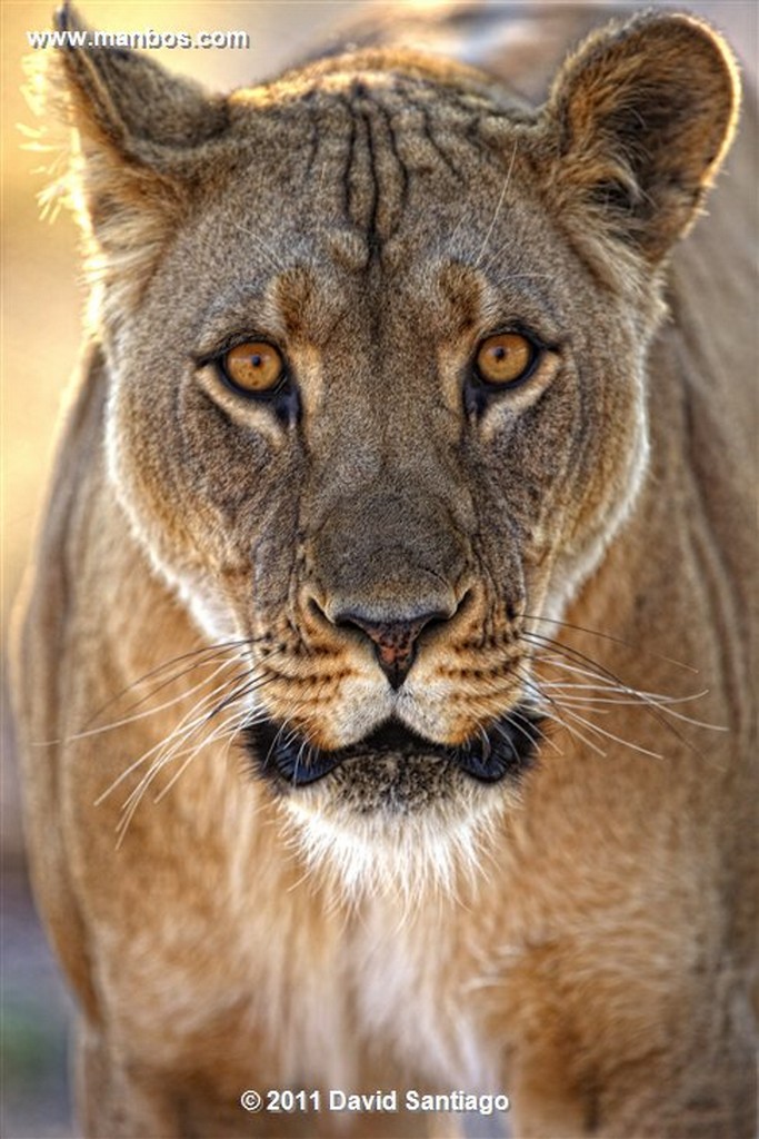 Botswana
Botswana Leon  lion  panthera Leo 
Botswana