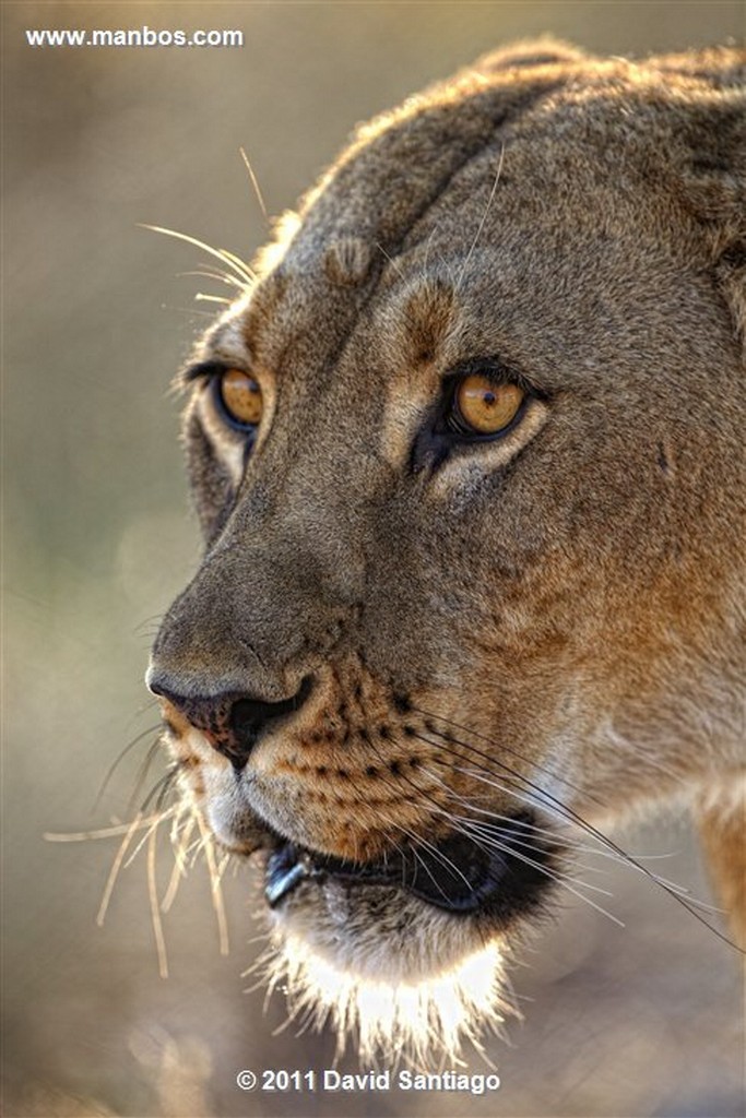 Botswana
Botswana Guepardo  acinonyx Jubatus 
Botswana