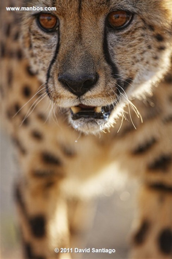 Namibia
Namibia Guepardo  acinonyx Jubatu 
Namibia