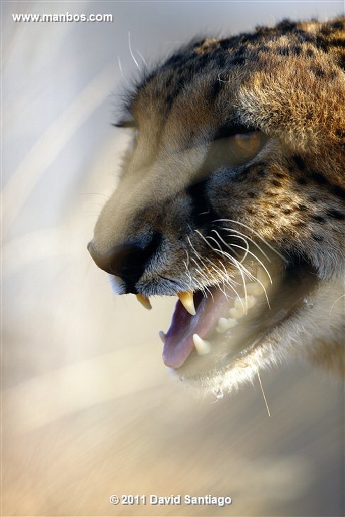 Namibia
Namibia Leon  lion  panthera Leo 
Namibia