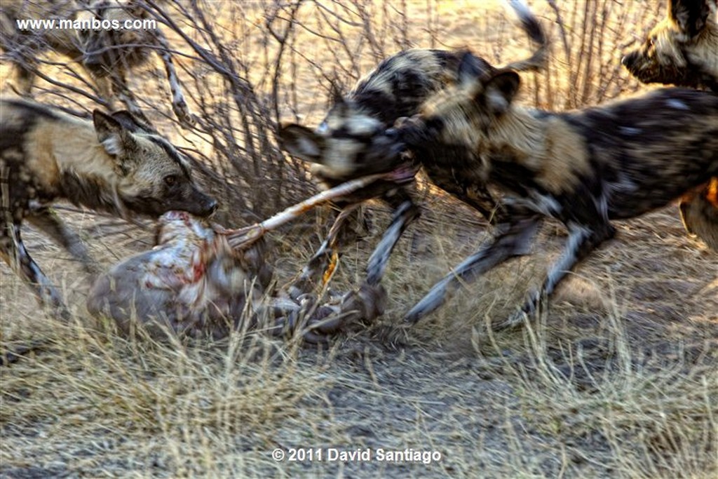 Botswana
Botswana Perro Salvaje Africano Lycaon Pictus 
Botswana