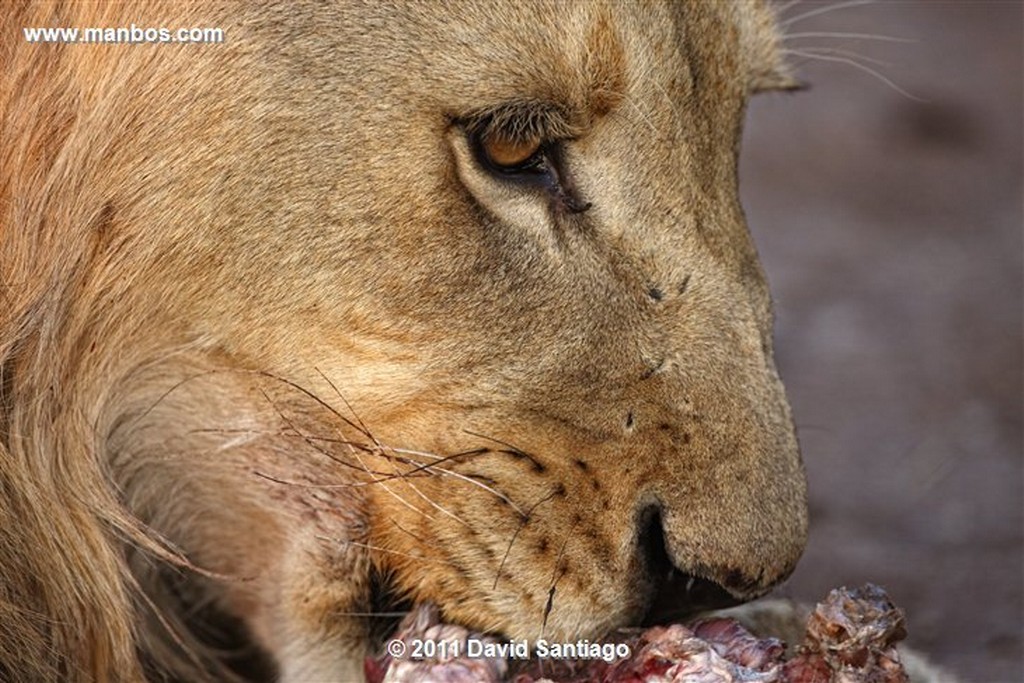 Botswana
Botswana Leon  lion  panthera Leo 
Botswana