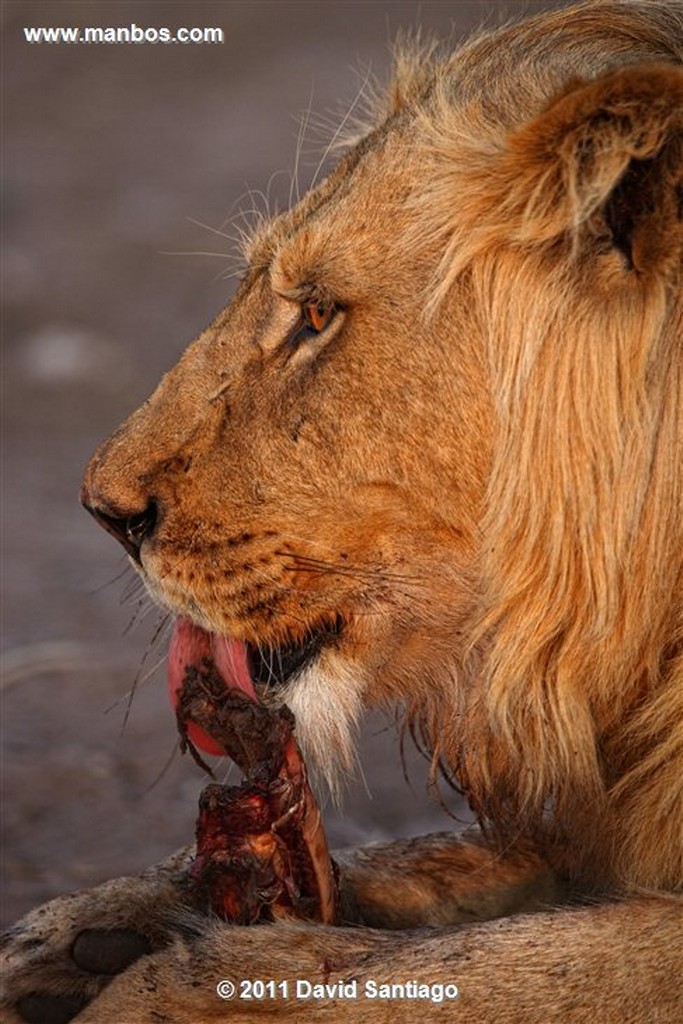 Botswana
Botswana Leon  lion  panthera Leo 
Botswana