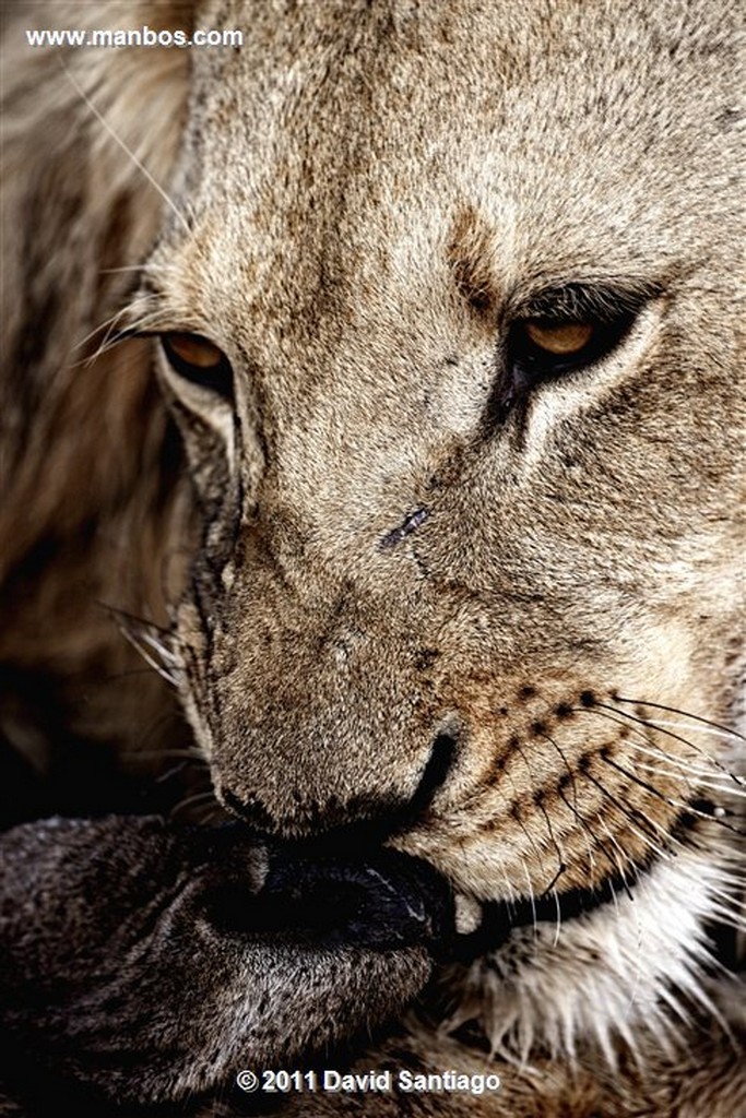 Botswana
Botswana Leon  lion  panthera Leo 
Botswana