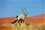 Namibia
Namibia Antilope Oryx  oris Gazella 
Namibia