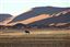 Namibia
Namibia Antilope Oryx  oris Gazella 
Namibia