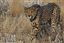 Namibia
Namibia Guepardo  acinonyx Jubatu 
Namibia