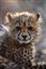 Namibia
Namibia Guepardo  acinonyx Jubatu 
Namibia