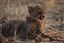 Namibia
Namibia Guepardo  acinonyx Jubatu 
Namibia