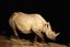 Namibia
Namibia Rinoceronte Blanco  cerathotherium Simum 
Namibia