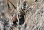 Namibia
Namibia Chacal de Flancos Rayados  canis Adustus 
Namibia