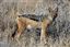 Namibia
Namibia Chacal de Flancos Rayados  canis Adustus 
Namibia