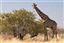 Namibia
Namibia Jirafa  giraffa Camelopardalis 
Namibia