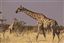 Namibia
Namibia Jirafa  giraffa Camelopardalis 
Namibia