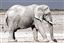 Namibia
Namibia Elefante  african Elephant  loxodonta Africana 
Namibia