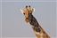 Namibia
Namibia Jirafa  giraffa Camelopardalis 
Namibia