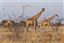 Namibia
Namibia Jirafa  giraffa Camelopardalis 
Namibia