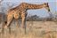 Namibia
Namibia Jirafa  giraffa Camelopardalis 
Namibia