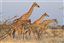 Namibia
Namibia Jirafa  giraffa Camelopardalis 
Namibia