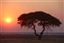 Namibia
Namibia Acacia Al Atardecer 
Namibia