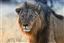 Namibia
Namibia Leon  lion  panthera Leo 
Namibia