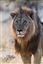 Namibia
Namibia Leon  lion  panthera Leo 
Namibia