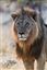 Namibia
Namibia Leon  lion  panthera Leo 
Namibia