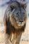 Namibia
Namibia Leon  lion  panthera Leo 
Namibia