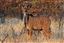 Namibia
Namibia Gran Kudu Tragelaphus Strepsiceros 
Namibia