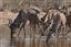 Namibia
Namibia Gran Kudu Tragelaphus Strepsiceros 
Namibia