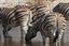 Namibia
Namibia Cebra Equus Burchelli 
Namibia