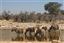 Namibia
Namibia Cebra Equus Burchelli 
Namibia