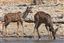 Namibia
Namibia Gran Kudu Tragelaphus Strepsiceros 
Namibia