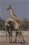 Namibia
Namibia Jirafa  giraffa Camelopardalis 
Namibia