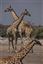 Namibia
Namibia Jirafa  giraffa Camelopardalis 
Namibia