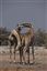 Namibia
Namibia Jirafa  giraffa Camelopardalis 
Namibia