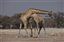 Namibia
Namibia Jirafa  giraffa Camelopardalis 
Namibia