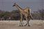 Namibia
Namibia Jirafa  giraffa Camelopardalis 
Namibia