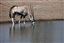 Namibia
Namibia Antilope Oryx  oris Gazella 
Namibia